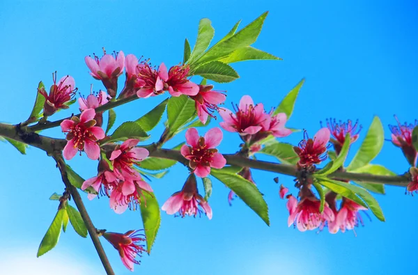 Pêche en fleurs sur fond bleu — Photo