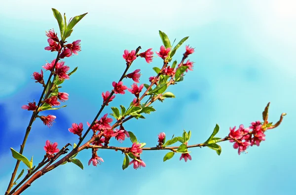 Kvetoucí broskve na modrém pozadí — Stock fotografie