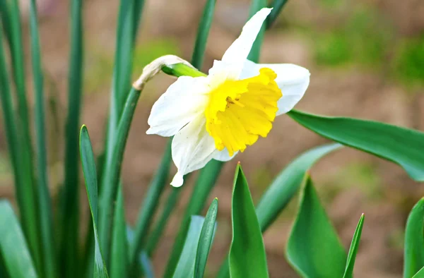 Weiße Narzissen wachsen im Garten. Narziss poeticus — Stockfoto