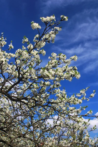 春に咲く桜 — ストック写真