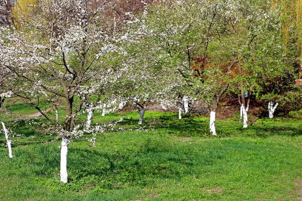 Tempo di primavera in un parco - albero ciliegio fiorente e erba verde vivo — Foto Stock