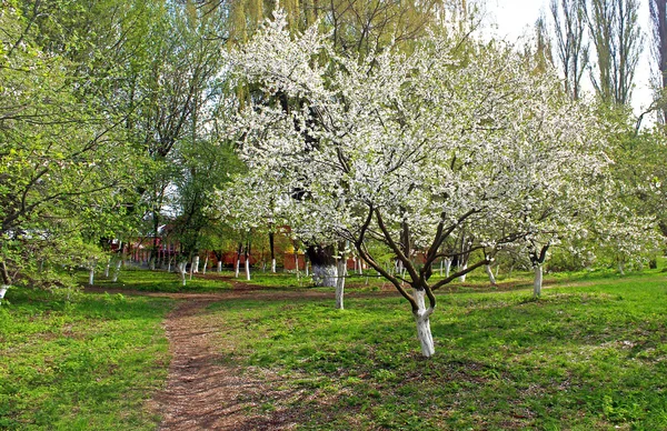 Tempo de primavera em um parque - árvore de cereja florescente e grama verde brilhante — Fotografia de Stock