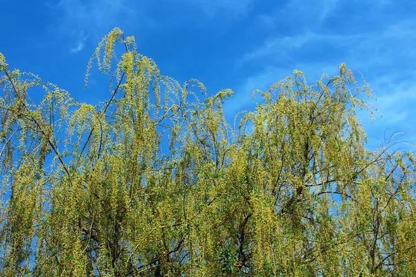 Beautiful young green willow tree leaves in early spring — Stock Photo, Image