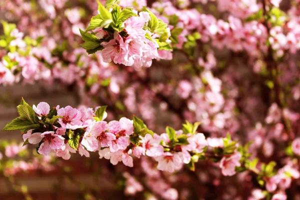 Flores de cerezo de primavera — Foto de Stock