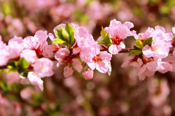 Kirschblüten im Frühling — Stockfoto