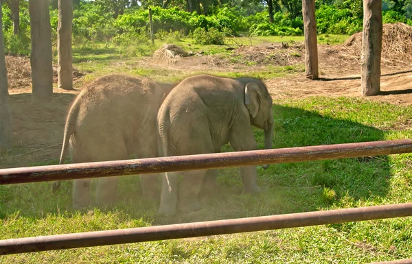 Elephants are playing on the farm on the dust at Chitwan nation park in Nepal — Stock Photo, Image