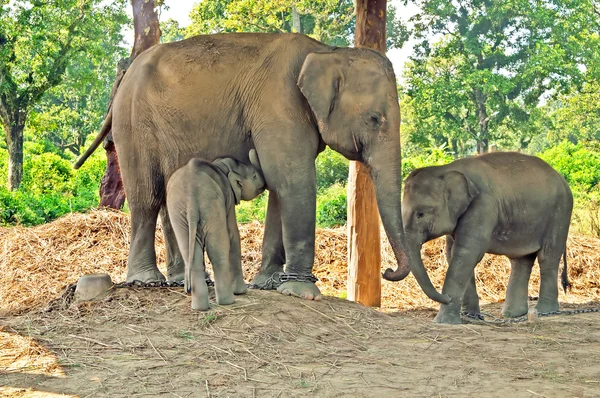 Słoń matka i dwoje dzieci w hodowli centrum Park Narodowy Chitwan, Nepal — Zdjęcie stockowe