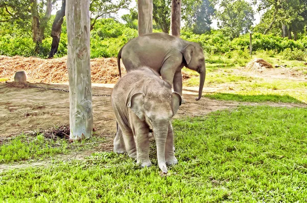 Słonie na fermie w parku naród Chitwan w Nepalu — Zdjęcie stockowe
