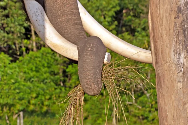 Nahaufnahme eines Elefantenrüssels, der Gras im Aufzuchtzentrum im Chitwan-Nationalpark zieht, Nepal — Stockfoto