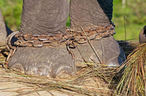 Nogi słonia na łańcuchu w centrum hodowli w Chitwan National Park, Nepal — Zdjęcie stockowe