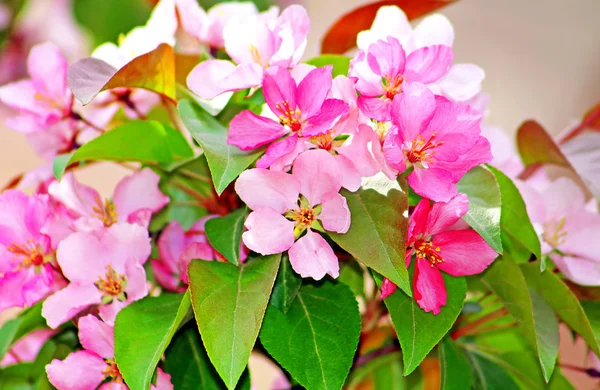 Pink apple blossom in garden — Stock Photo, Image