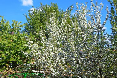 Baharda çiçek açan elma ağacı
