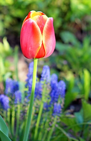 Красный тюльпан в саду весной — стоковое фото