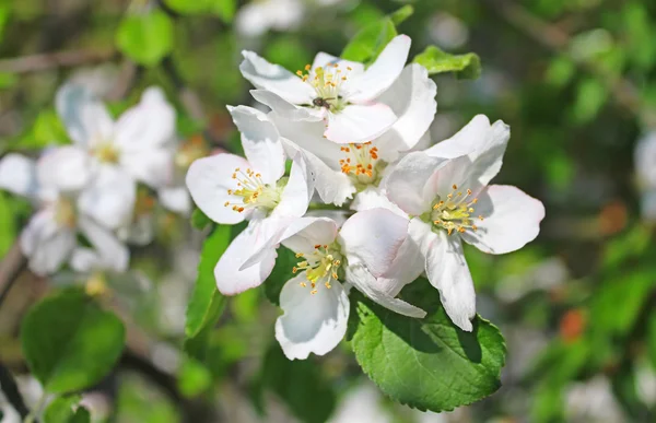Elma çiçeği bahar — Stok fotoğraf