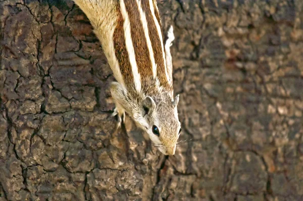 Écureuil palmier indien (Funambulus palmarum) sur un arbre — Photo