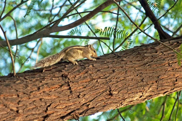 Écureuil palmier indien (Funambulus palmarum) sur un arbre — Photo