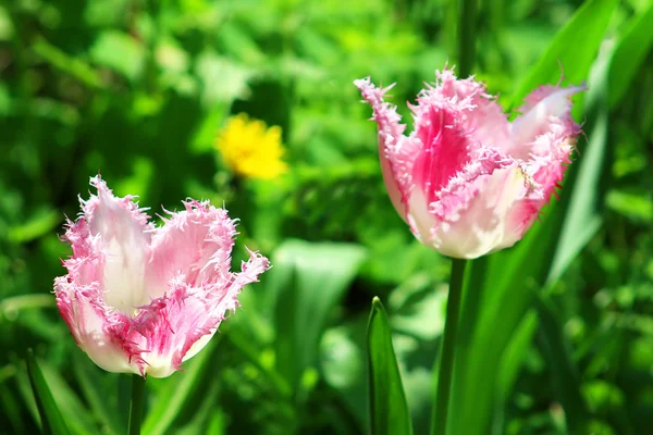 Розовые тюльпаны в весеннем саду — стоковое фото
