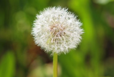 Karahindiba yakın kadar yeşil çim sahası