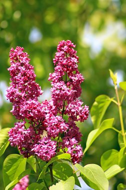 Bahar leylağı çiçekli yeşil dal