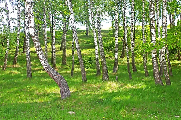 Birkenholz im Frühling — Stockfoto