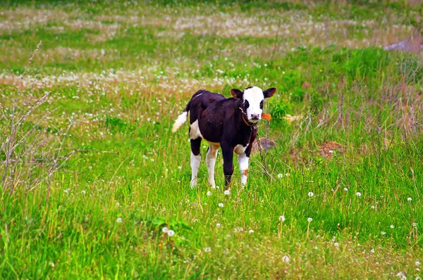 一个绿色的蒲公英领域中的小牛 — 图库照片