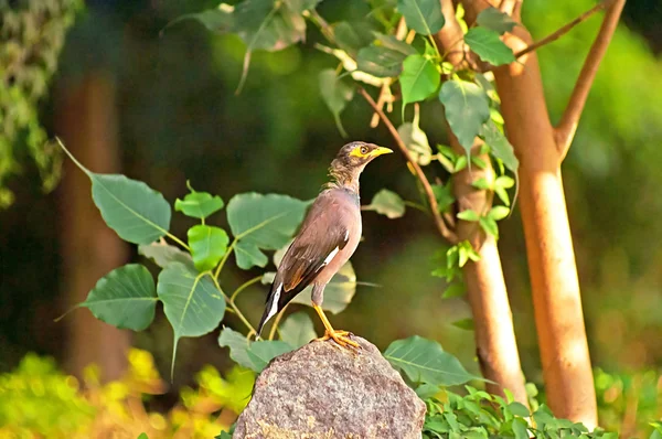 Wspólne Myna Acridothere tristis w parku Delhi, Indie — Zdjęcie stockowe