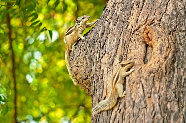 Ardillas de palma indias (Funambulus palmarum) en el árbol, parque de Delhi, India — Foto de Stock