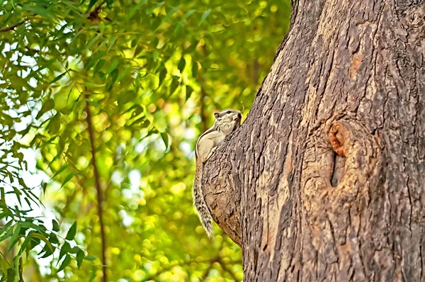 Wiewiórka Palmowa (Funambulus palmarum) na drzewie, park w Delhi, Indie — Zdjęcie stockowe