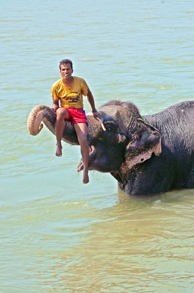 Unidentified man seats on bathing Asian Elephant (Proboscidea Elephas maximus) in Chitwan National Park river, Nepal — Stock Photo, Image