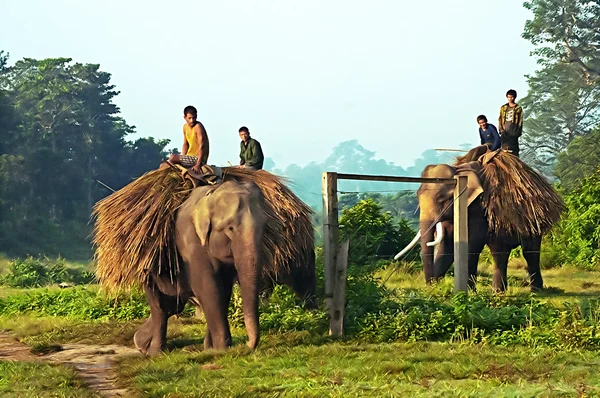 Unbekannte tragen Heu auf Elefanten, Chitwan-Nationalpark, Nepal. Der Park wurde 1984 zum UNESCO-Weltkulturerbe ernannt. — Stockfoto