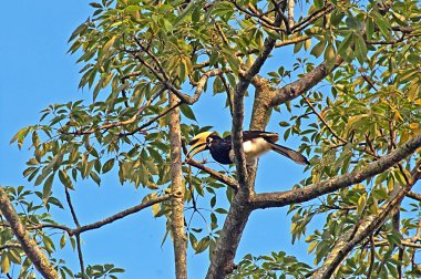 Büyük ağaç, Nepal Kartallar (büyük Hint Kartallar, büyük alaca Kartallar)