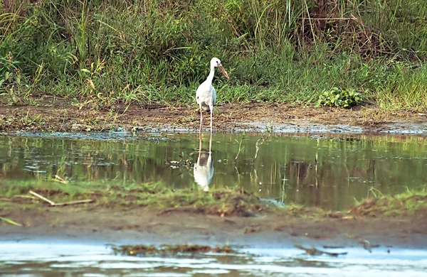 Bocian w pobliżu wody, park narodowy Chitwan, Nepal gatunku Mycteria leucocephala — Zdjęcie stockowe