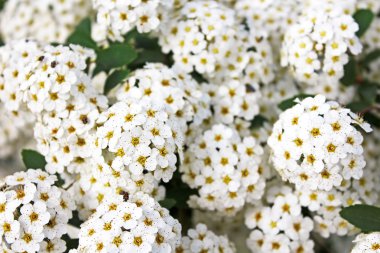 Bush, bahar beyaz erkeçsakalı çiçekler