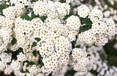 Bush, bahar beyaz erkeçsakalı çiçekler