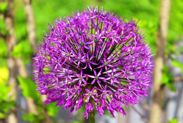 Цветущий фиолетовый Allium в саду — стоковое фото