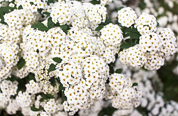 Bush, bahar beyaz erkeçsakalı çiçekler