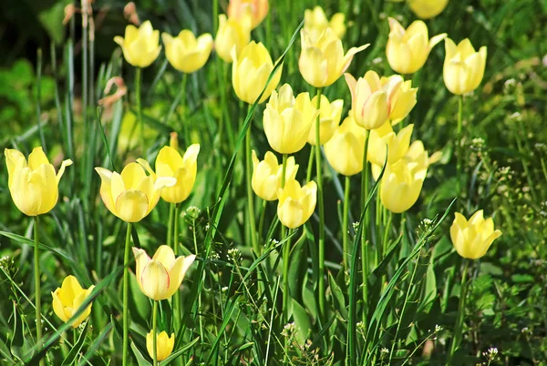 Gelbe Tulpen im Frühlingsgarten — Stockfoto