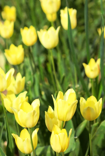 Baharın bahçesinde sarı laleler — Stok fotoğraf