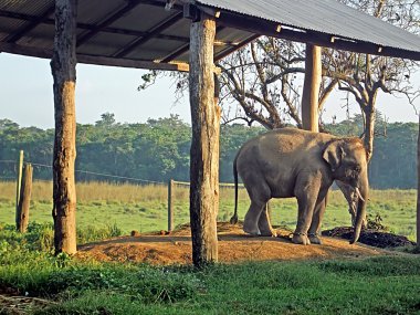 Belgili tanımlık doğurmak içinde genç fil Chitwan Milli Parkı, Nepal Merkezi