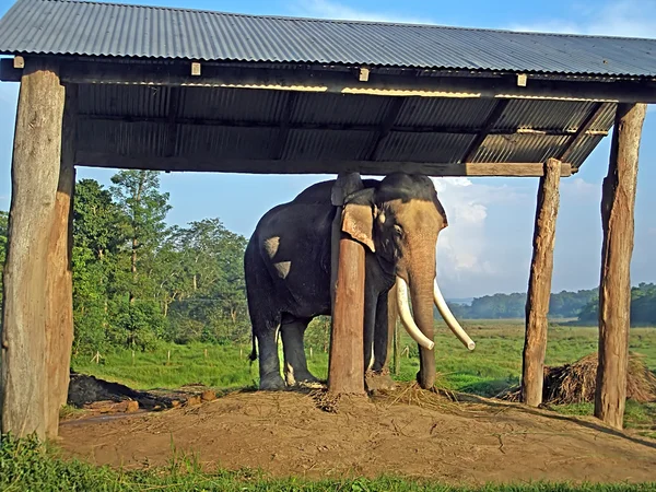 Ausgewachsene Elefanten im Zuchtzentrum Chitwan Nationalpark, Nepal — Stockfoto