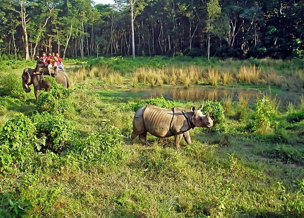 Turisti che guardano e fotografano un rinoceronte dal retro di un elefante nel Parco Nazionale di Chitwan, Nepal — Foto Stock