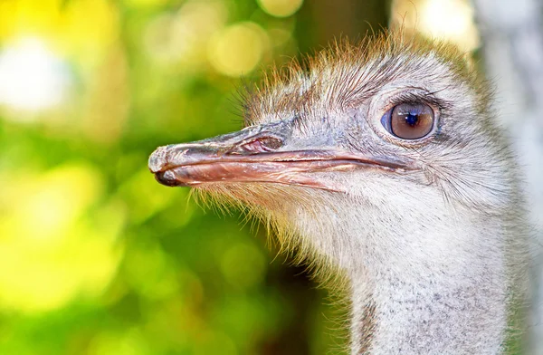 Pštrosí hlavy closeup — Stock fotografie