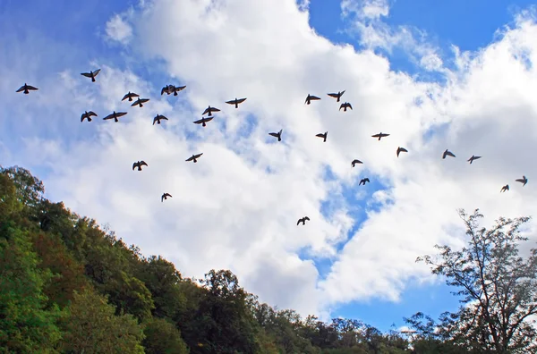 Голуби летают в голубом небе — стоковое фото