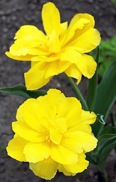 Tulipanes amarillos en el jardín — Foto de Stock