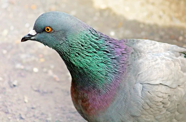 Pombo-feral (Columba livia domestica ) — Fotografia de Stock