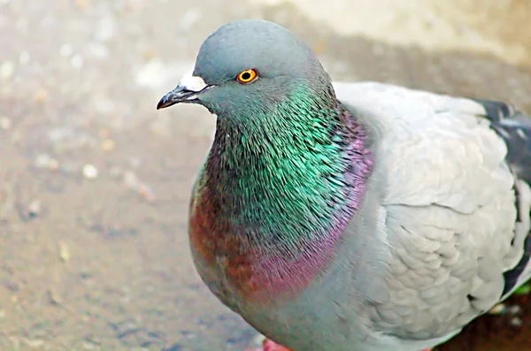 Divoký Holub (Columba livia domestica) — Stock fotografie