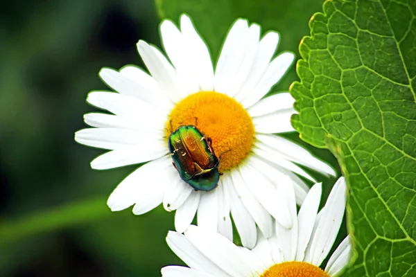 Bug (Cetonia aurata) on chamomile in the garden — Stock Photo, Image