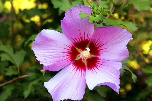 Ρόδινο hibiscus το καλοκαίρι — Φωτογραφία Αρχείου