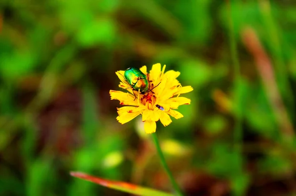 Bug (Cetonia aurata) en flor amarilla en el jardín —  Fotos de Stock