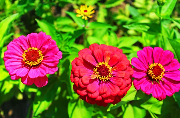 Ромашкові квіти гербери в саду — стокове фото